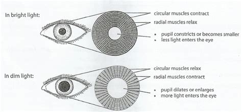 Altered pupil light and darkness reflex and eye.